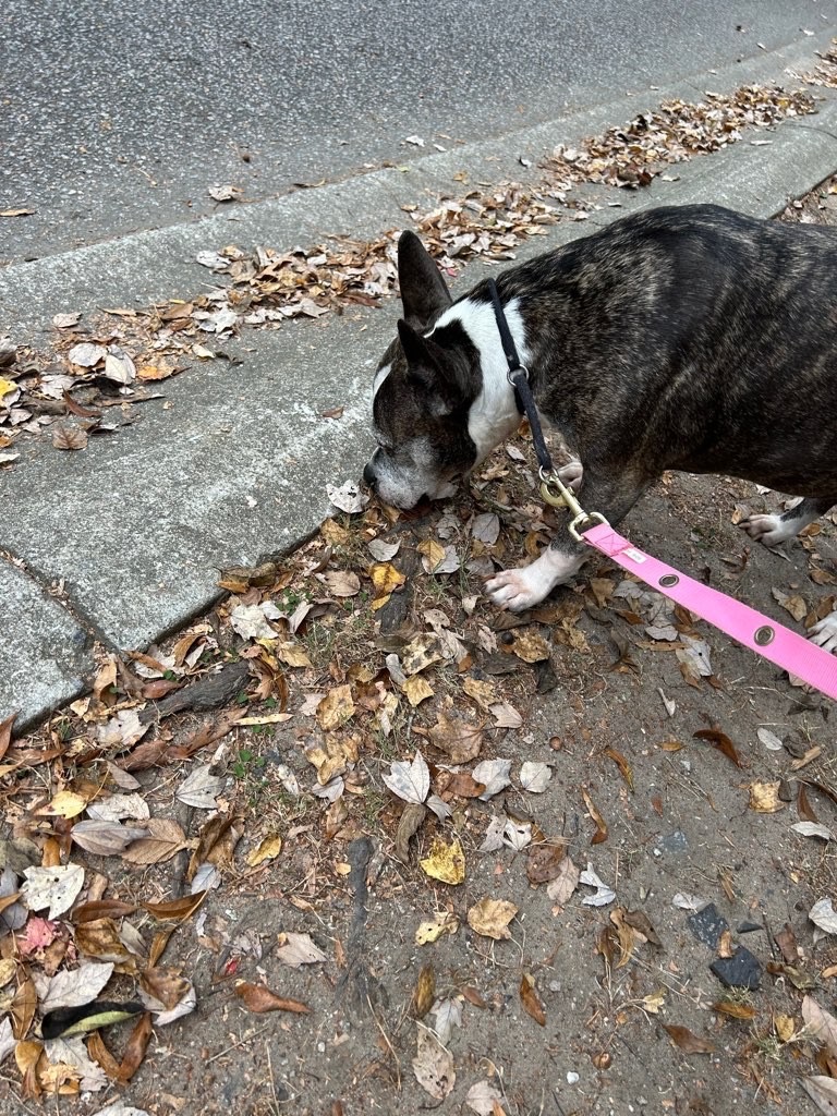 January is for Pet Wellness!