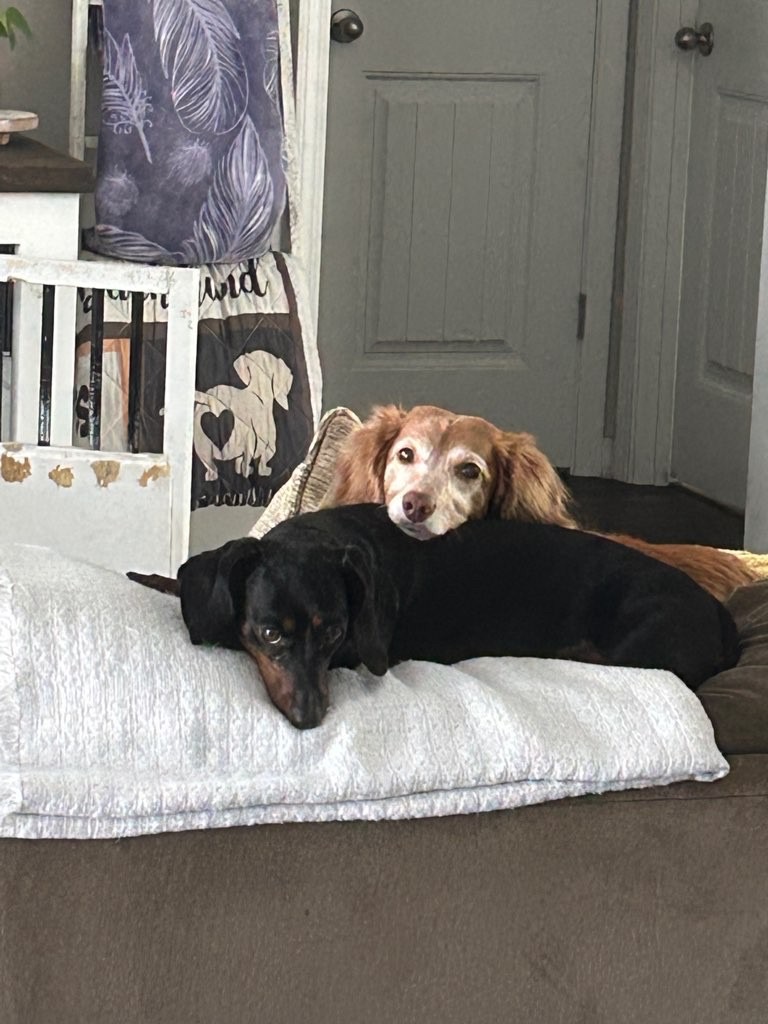 🏡 How In-Home Pet Sitting Reduces Pet Stress