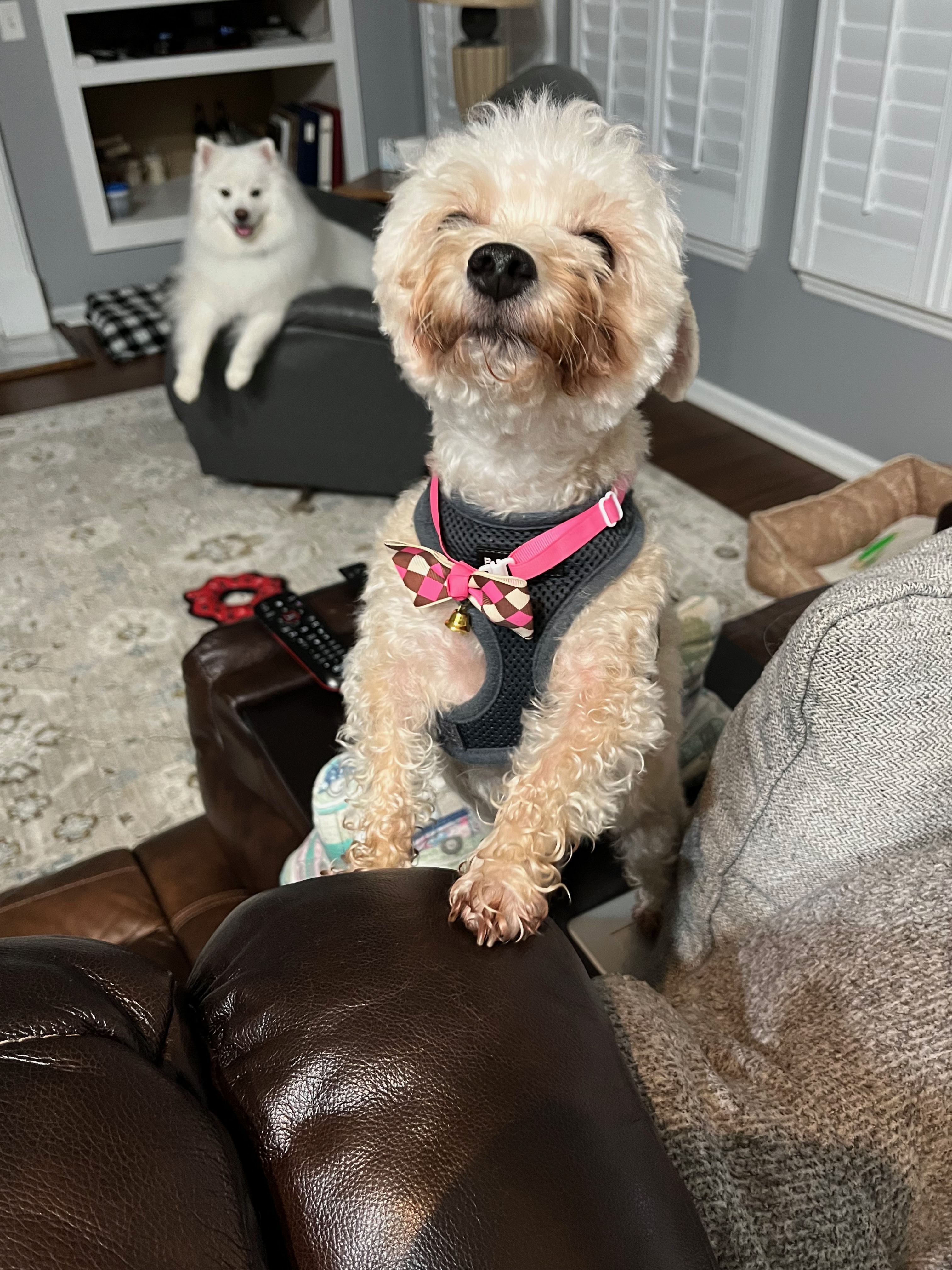 Legends Pet Care Services Adopts Global Standards